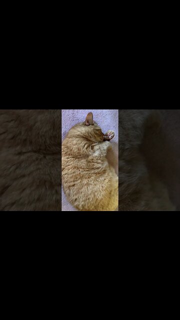 My Cat Goes Silly with Catnip