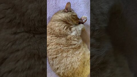 My Cat Goes Silly with Catnip