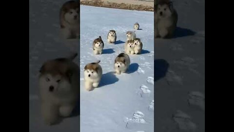 Malamutes - Loving the Chase