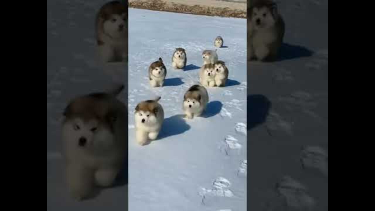 Malamutes - Loving the Chase