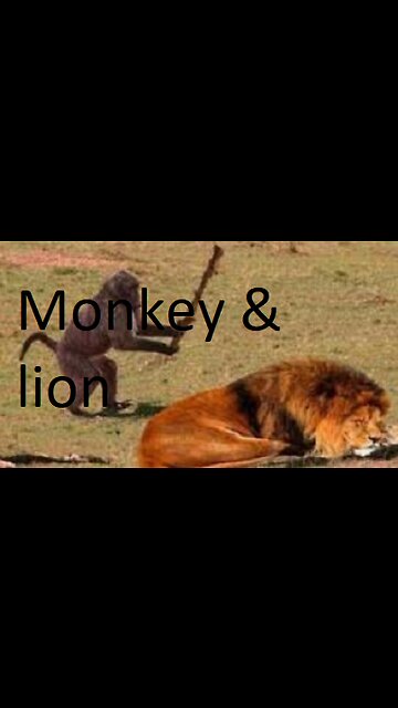 Lion playing with monkey