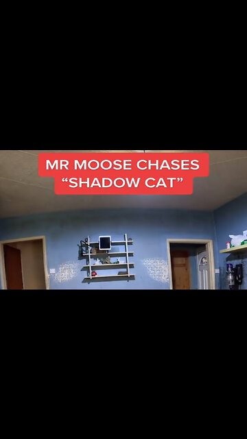 Dog Chases Shadow Cat!