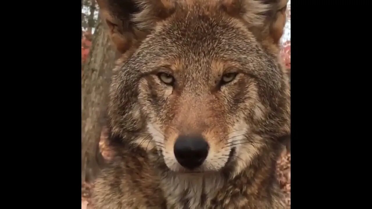 The red wolf (Canis rufus) is the most endangered canid species alive