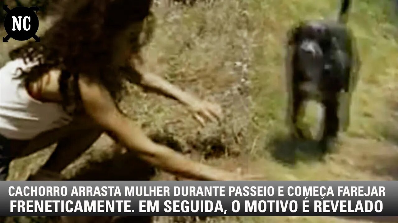 Cachorro arrasta mulher durante passeio e começa farejar freneticamente. Em seguida, o motivo