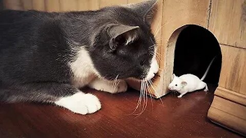 Try Not To Laugh Animals :Funniest Cat Videos #2 | Funny Animal Videos