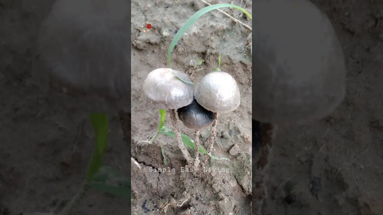 Beautiful Mushrooms| I named them Golden Mushrooms| My Garden Stories #nature #garden