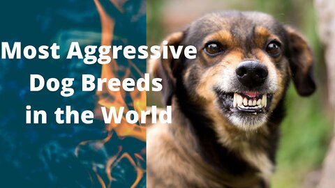 Most Aggressive Dog Breeds In the World