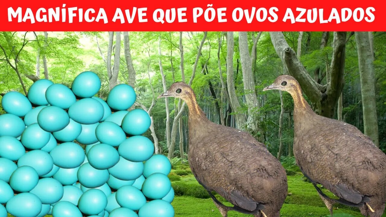 A FANTÁSTICA AZULONA!💥