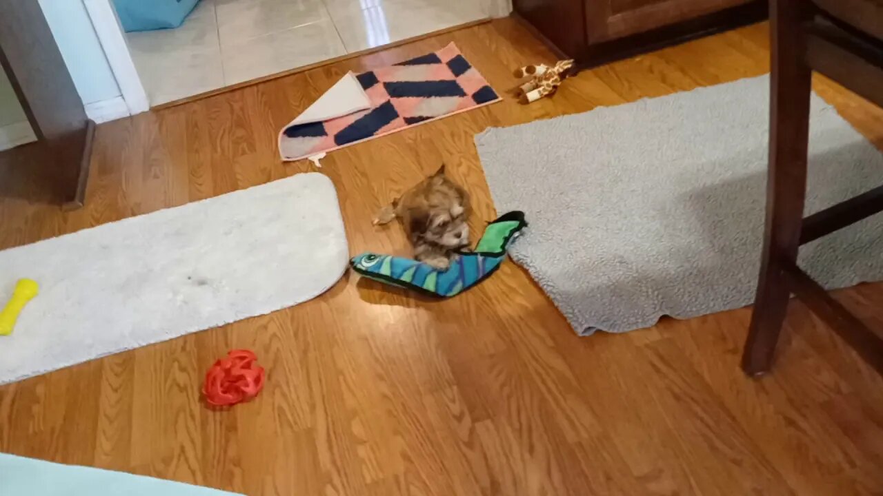 J Litter - Ripp'n & Runn'n(3)