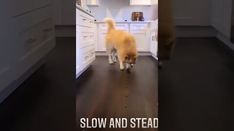 More treatos for me | #shorts |#viral |#funny