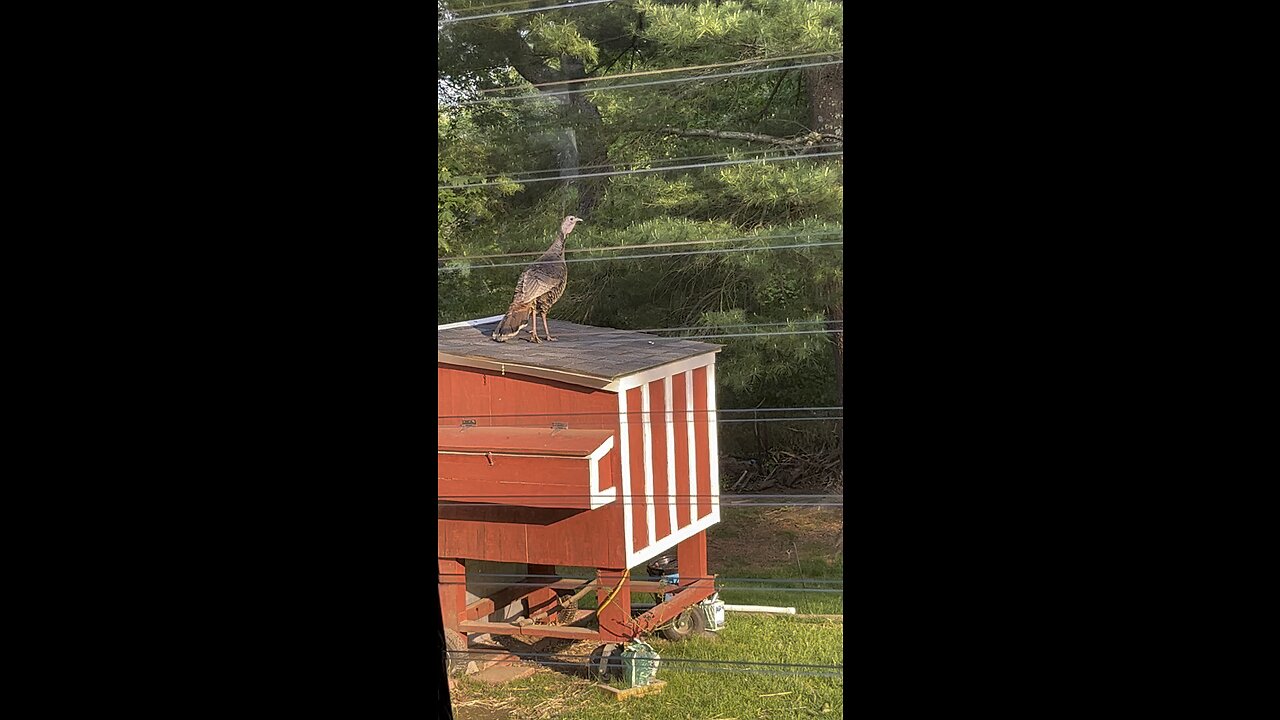 Turkey flies off chicken coop ￼