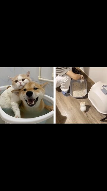 TRY NOT TO LAUGH 2023