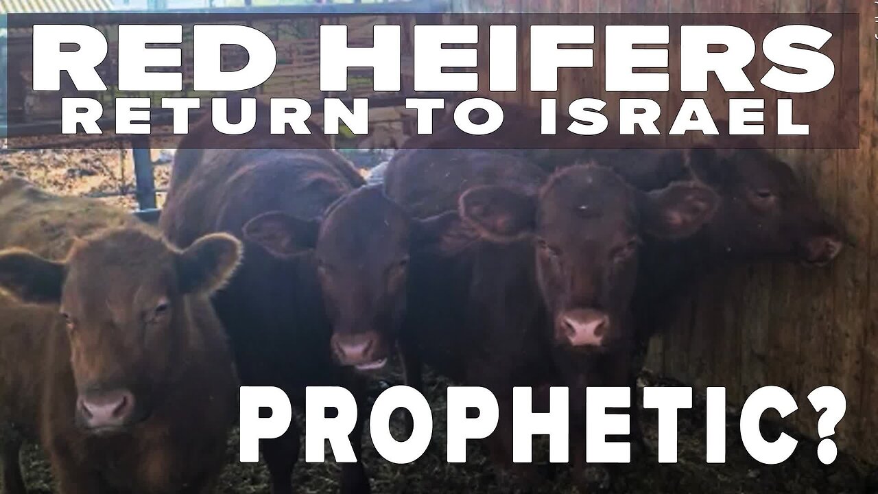 Red Heifers Return to Israel: Whats Next For These Biblical Animals? 03/17/2023