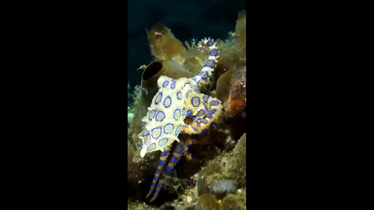 Blue ringed octopus