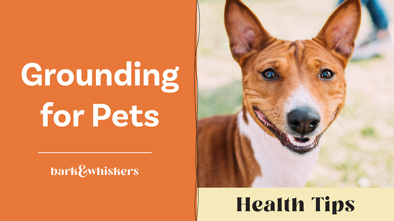 Dr Becker Talks About Grounding for Pets