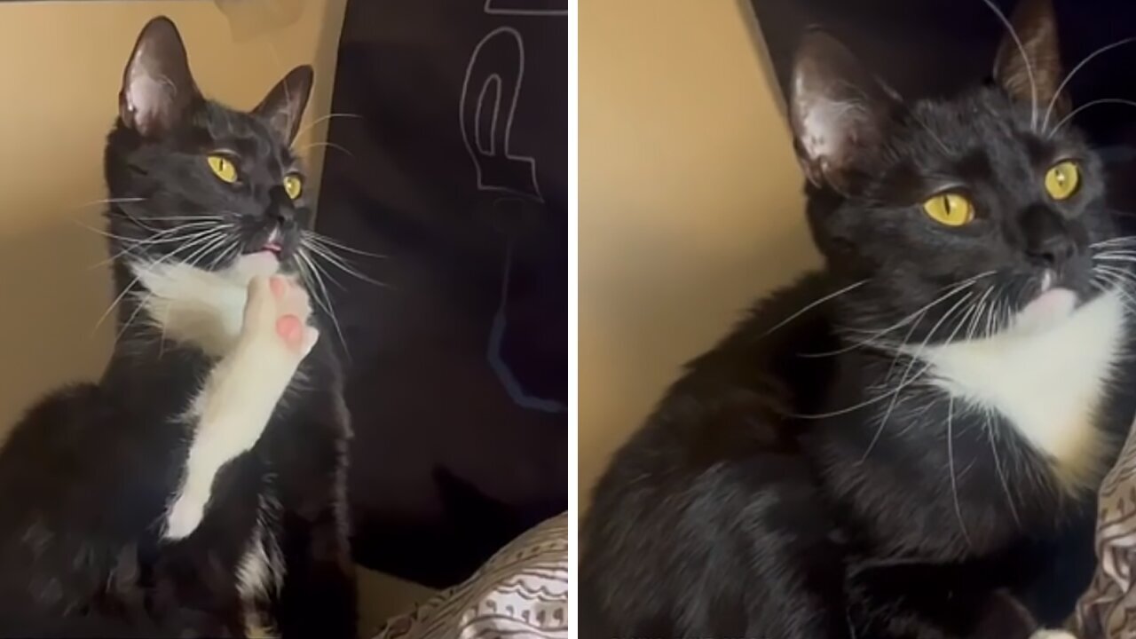 🐱🐱Funny and cute cats videos🐱🐱 of all time that make you laugh out loud 😂😂😂