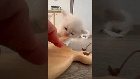 #funny# kittens#shorts