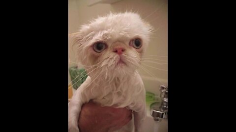 Try not to laugh🤣funniest cats and dogs video compilation 🐱