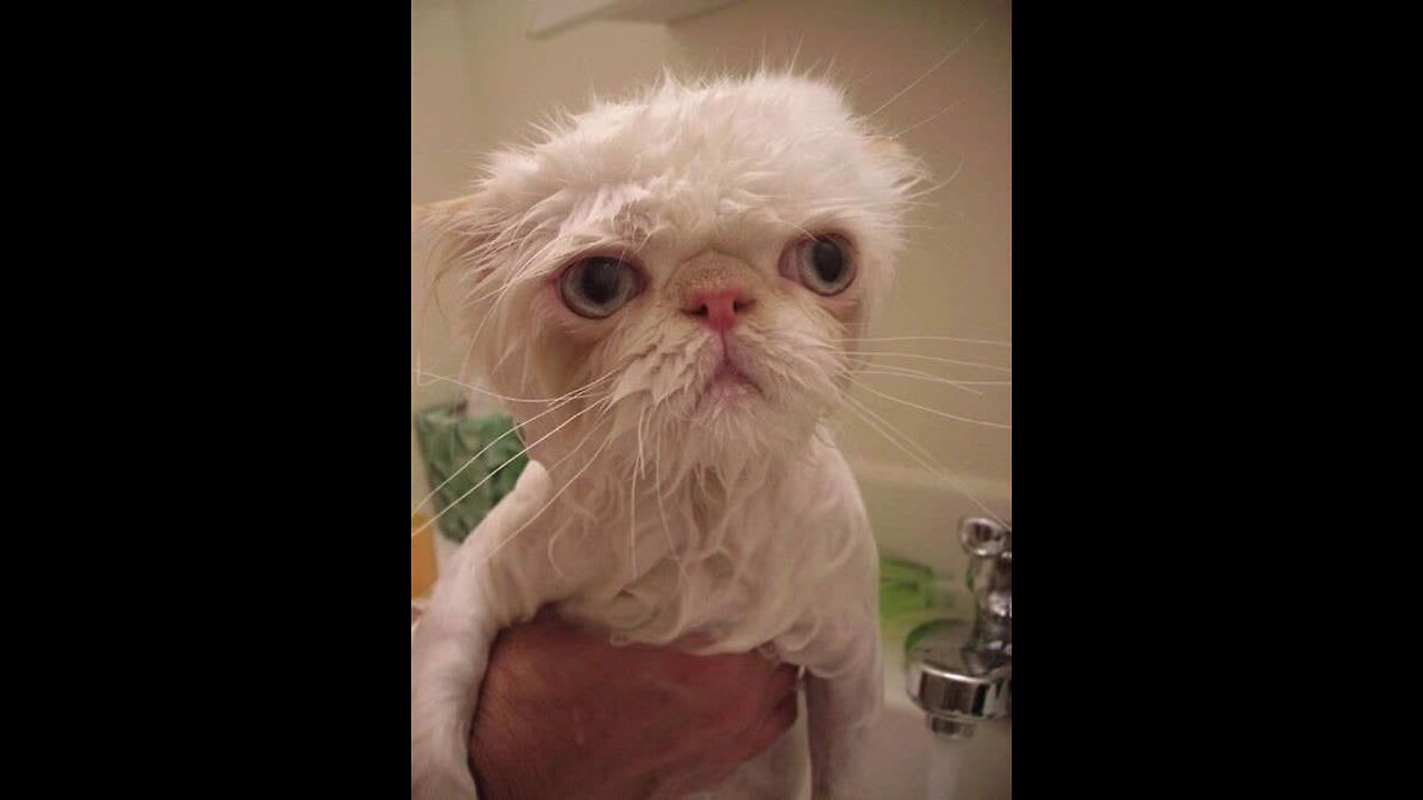 Try not to laugh🤣funniest cats and dogs video compilation 🐱
