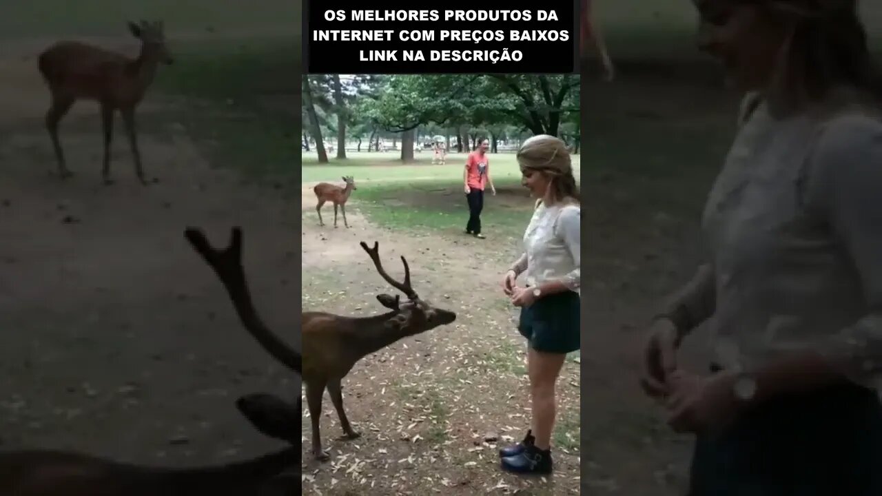 O ANIMAL MAIS EDUCADO DO MUNDO