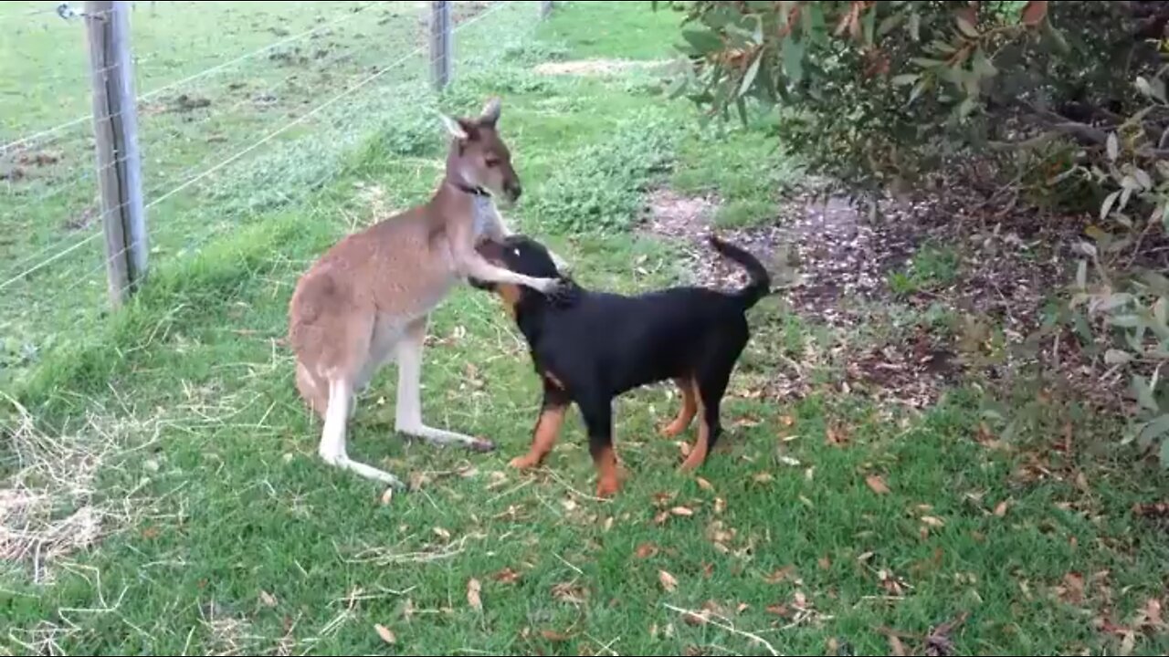 Dog and Kangaroo play together!