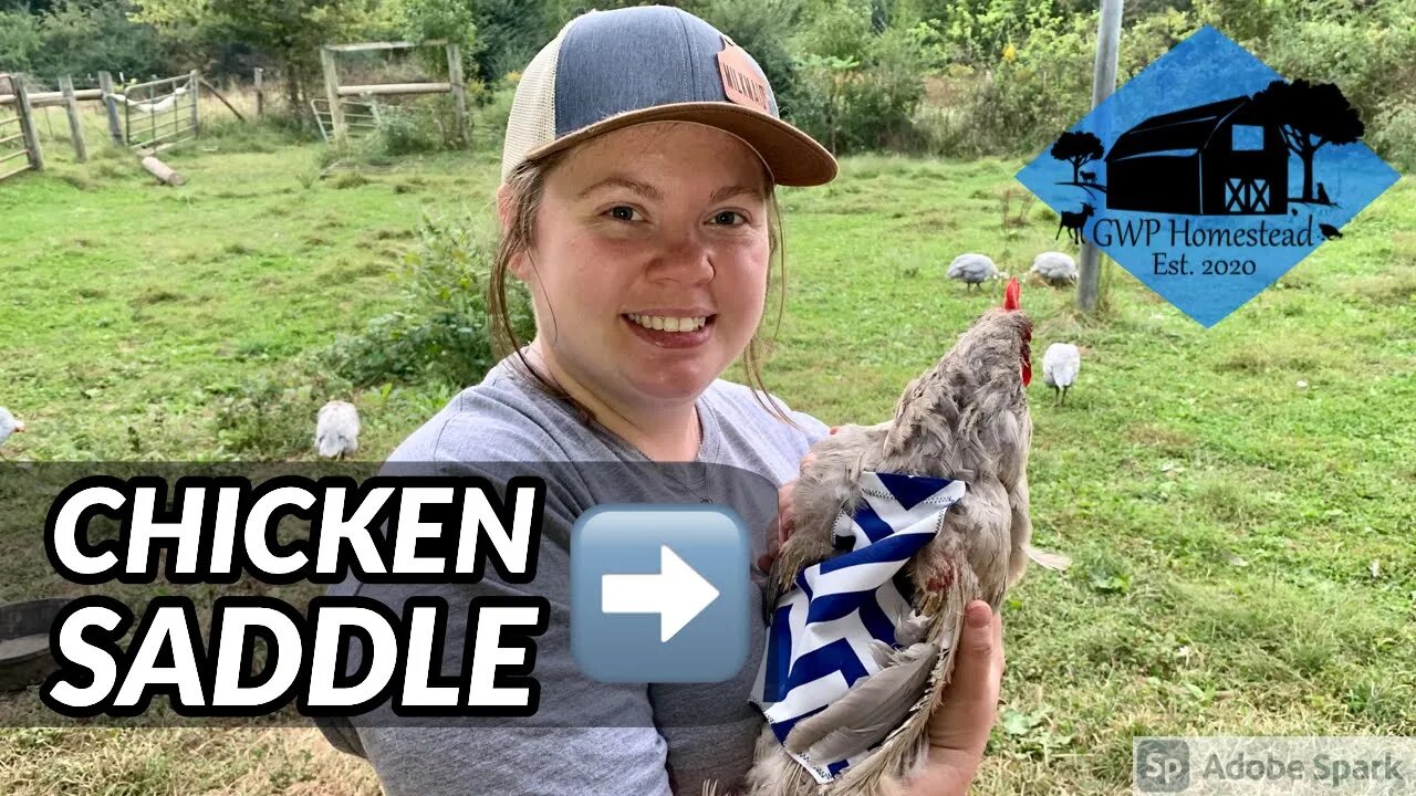 Why You NEED a Chicken Saddle for your Hens