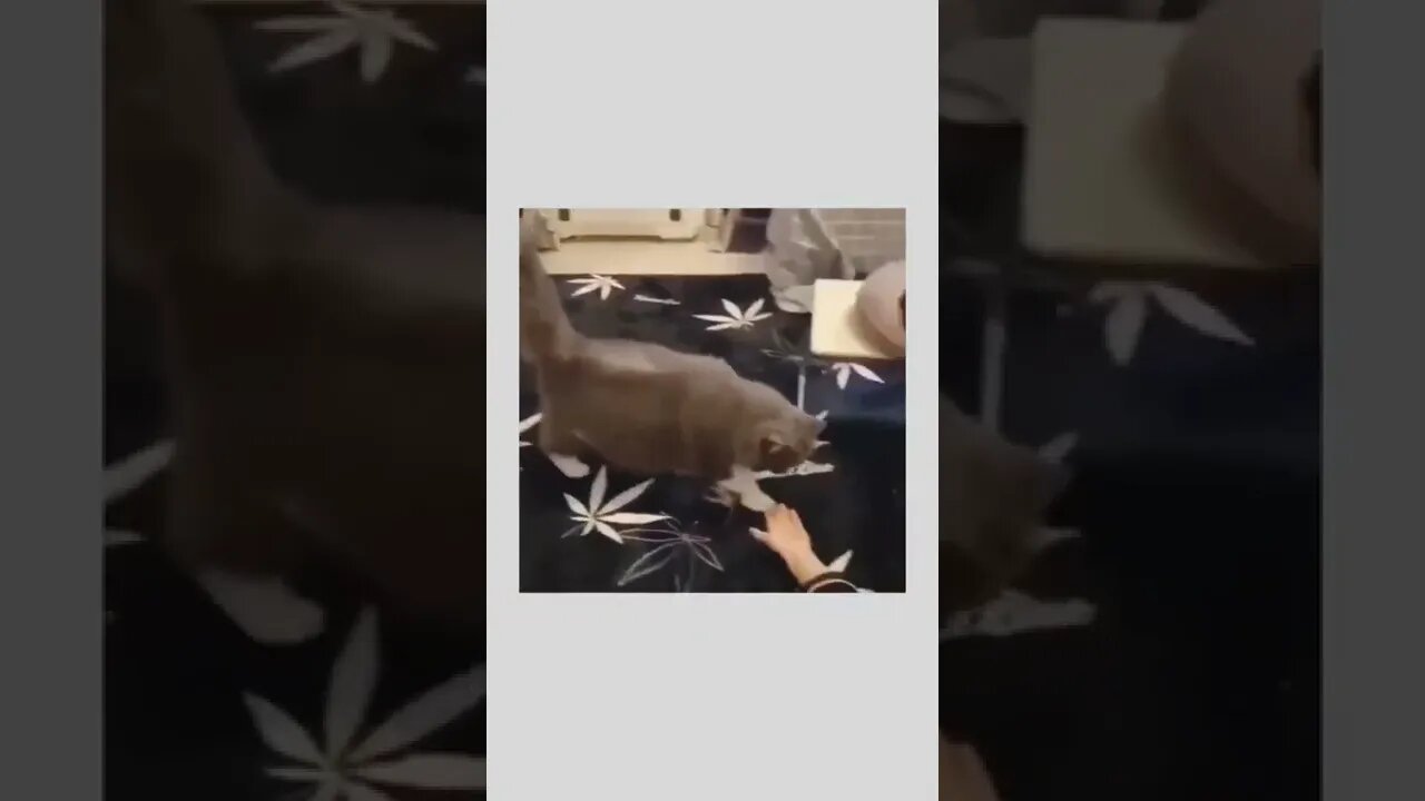 Cat brings her kittens to its owner...🐈🐾😍