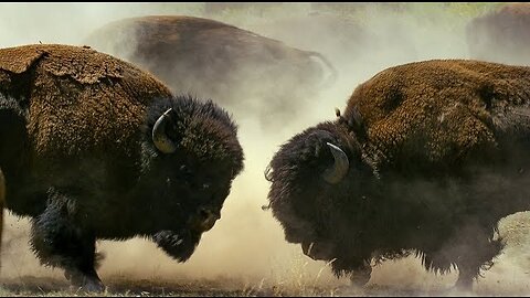 Buffalo Fight for Mating Rights