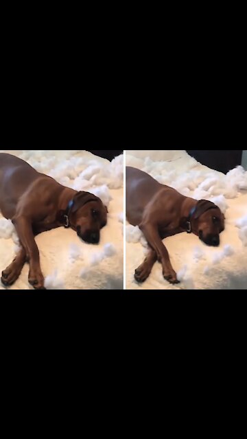 Dog Destroys Pillow, Has Zero Regrets