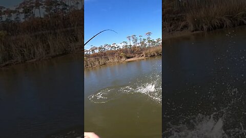 Catching $300 Fish!!! #speckledtrout