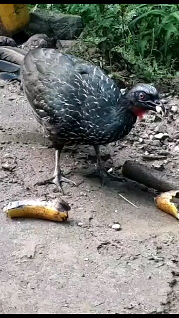 Jacu faminto devora banana em segundos! Jacuaçu, jacuguaçu, guans