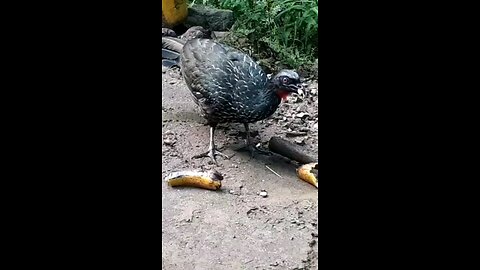 Jacu faminto devora banana em segundos! Jacuaçu, jacuguaçu, guans