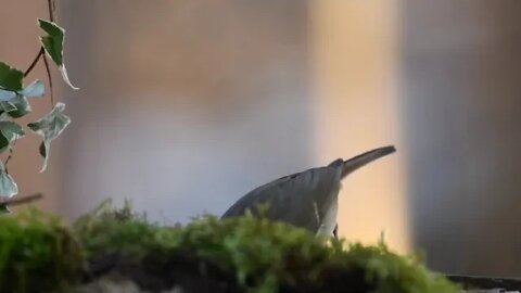 How to Listen to a Bird's Morning Song - Morning Bird sounds