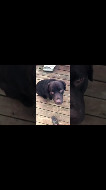 #Labrador is restless for attention. #Shorts.