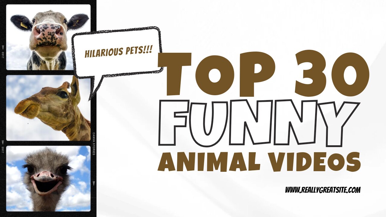 🤣top 30 funny animals video🐶🐱