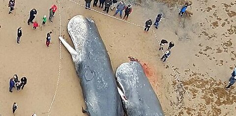 Supporter Video | news roundup