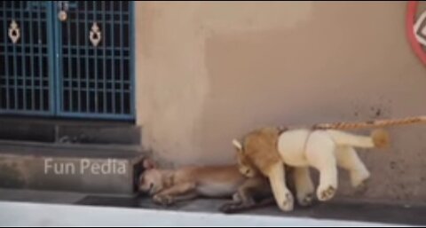 Animal funny video cat dog funny video