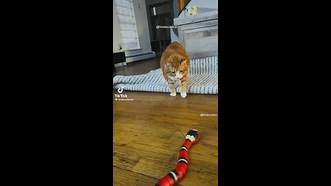 Funny cats 🐈