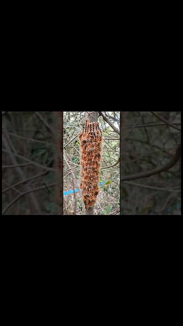 Nature’s Audio Spectrogram (WOW!)