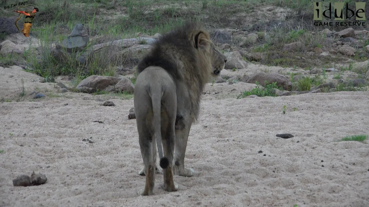 Mighty Lions With A Background Thunderstorm