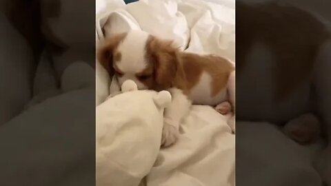He will bite your 👂 ear #shorts #shortsfeed #shortvideo #clips
