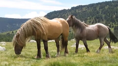 Watching Some Horse Body Language Between Two Stallions - Just Talking