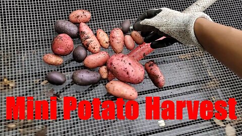 Potato Harvest cut short by Rain