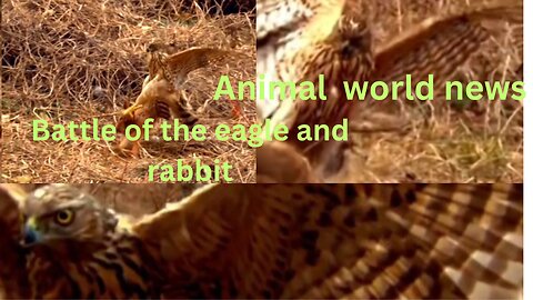 Animals #world news # eigal and rabbit 🐇