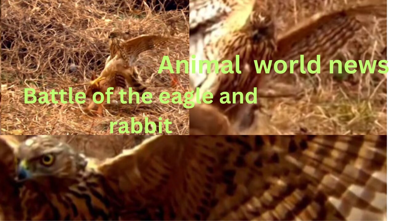 Animals #world news # eigal and rabbit 🐇