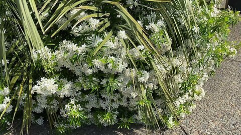 Mexican orange weighed down with flowers