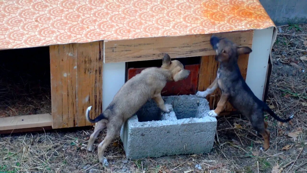 Закрыл котят в будке реакция щенков