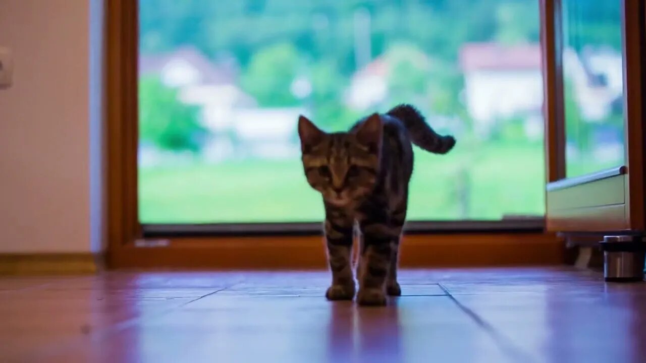 Kitty walk towards the camera at home