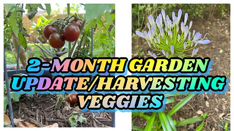 2-month garden update/Harvesting some Jalapenos and Tomatoes. Flowers blooming/Gerber Daisy/Roses