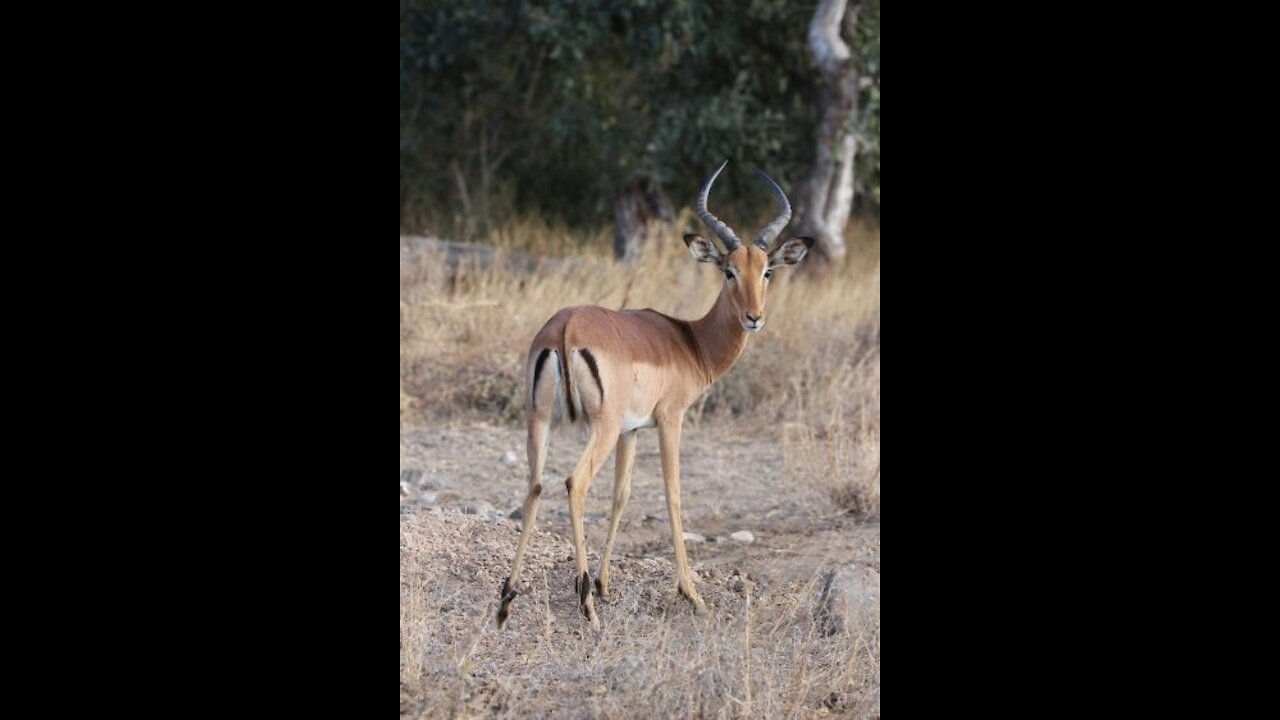 How lucky were that Impala ?? On top of that "saved" the hyena!
